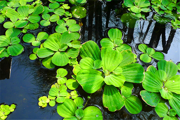 大薸（水芙蓉）.jpg